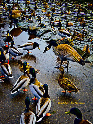 2008 02 22 The Geese Join The Frenzy 